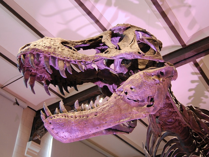 How T-Rex Became King of the Dinosaurs